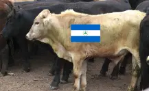 Ganaderos de Durango piden un alto a la importación de ganado de Nicaragua
