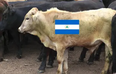 Ganaderos de Durango piden un alto a la importación de ganado de Nicaragua