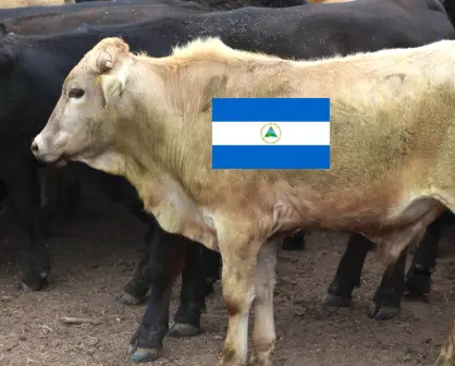 Ganaderos de Durango piden un alto a la importación de ganado de Nicaragua