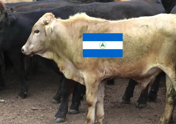 Ganaderos de Durango piden un alto a la importación de ganado de Nicaragua