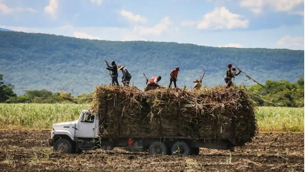 Productores cañeros de El Mante urgen evaluación y pago de seguros tras inundaciones
