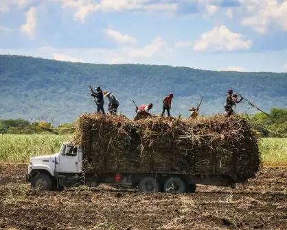 Productores cañeros de El Mante urgen evaluación y pago de seguros tras inundaciones