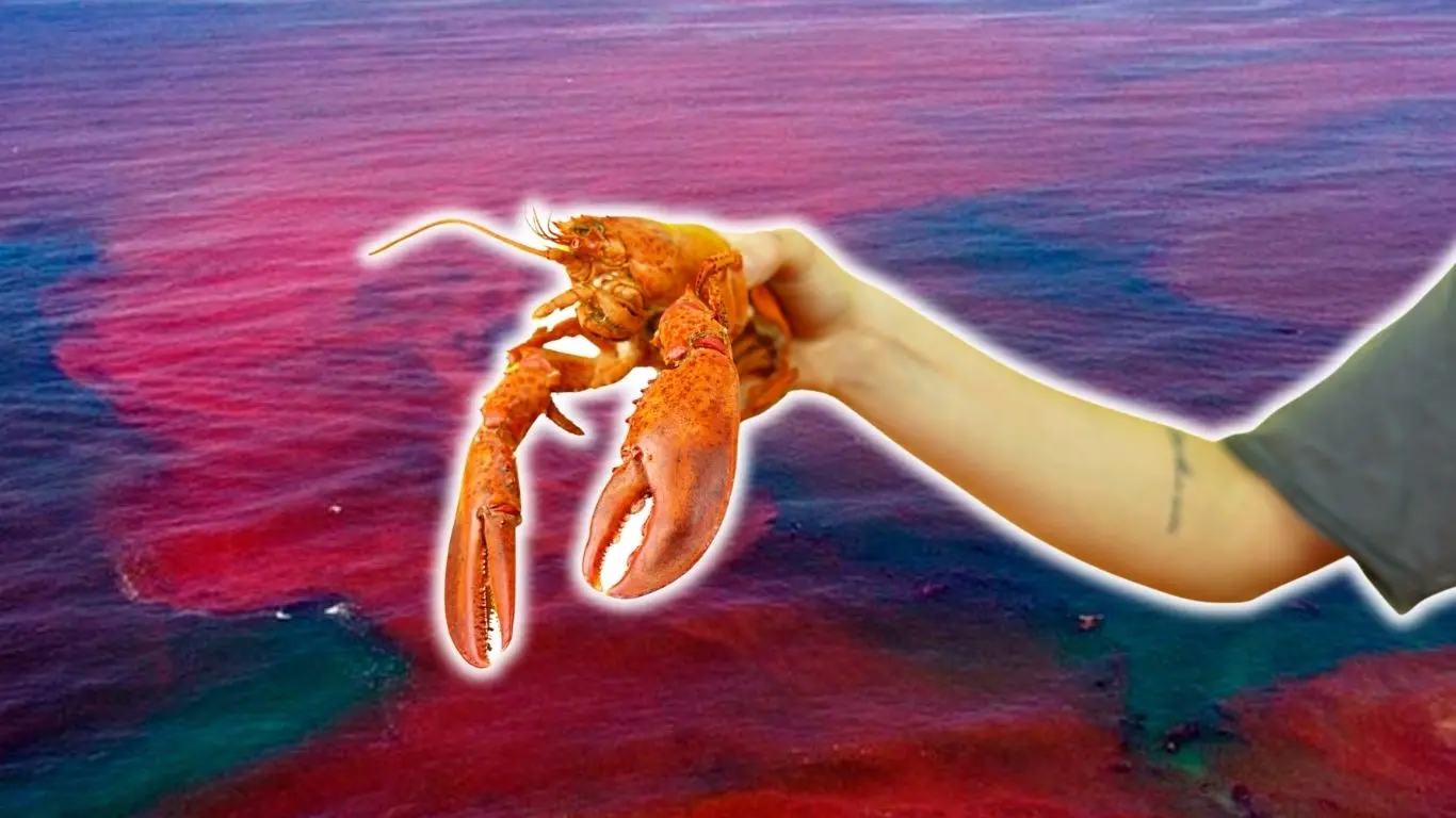 ¿Cómo afecta la marea roja a la langosta?. Foto: Canva / Adity Cupil / Milenio