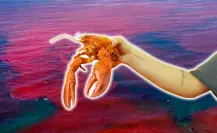 Así podría afectar la marea roja a la temporada de langosta en Yucatán