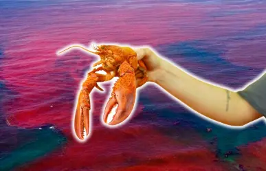 Así podría afectar la marea roja a la temporada de langosta en Yucatán