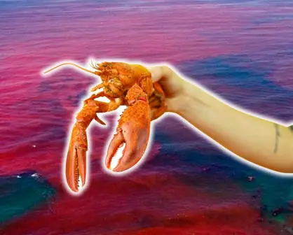 Así podría afectar la marea roja a la temporada de langosta en Yucatán
