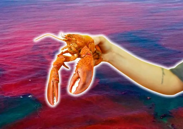 Así podría afectar la marea roja a la temporada de langosta en Yucatán