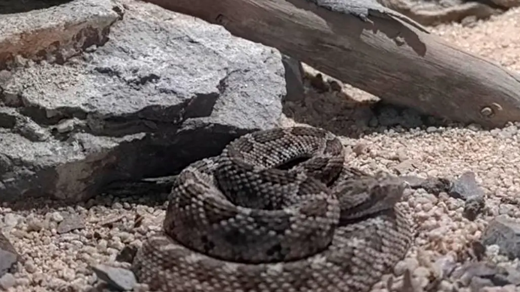 ¡Alerta en BCS! Con la llegada del verano, aumentan las mordeduras de serpiente de cascabel