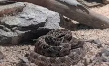 ¡Alerta en BCS! Con la llegada del verano, aumentan las mordeduras de serpiente de cascabel