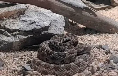 ¡Alerta en BCS! Con la llegada del verano, aumentan las mordeduras de serpiente de cascabel