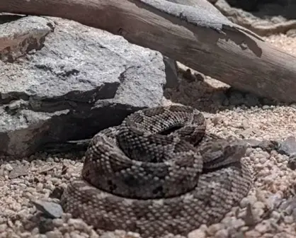 ¡Alerta en BCS! Con la llegada del verano, aumentan las mordeduras de serpiente de cascabel