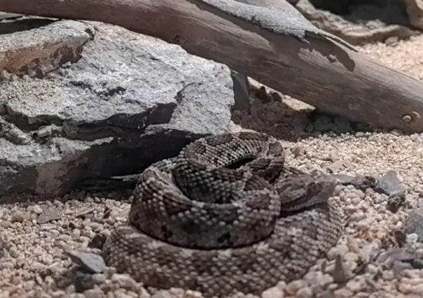 ¡Alerta en BCS! Con la llegada del verano, aumentan las mordeduras de serpiente de cascabel