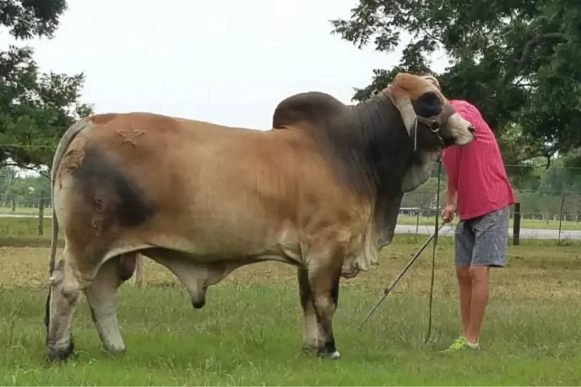 Semental de Brahman. Foto: Mundo del Brahman