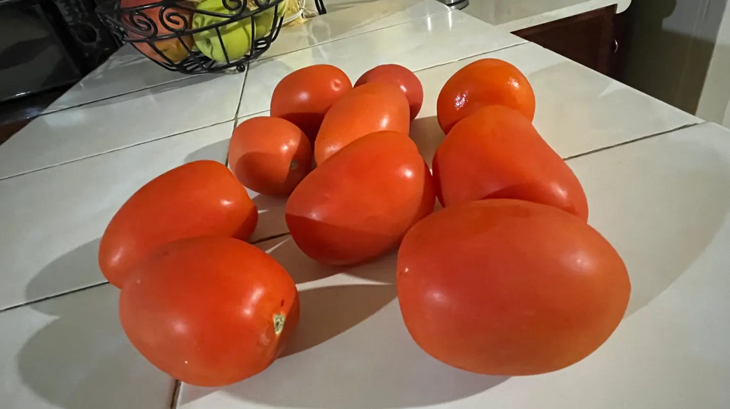 Donal Trump anunció aranceles al tomate mexicano; Durango es productor de este alimento. Foto: Alejandro Ávila.