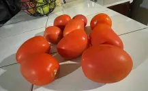 La razón por la que los aranceles al tomate no preocupan tanto a los productores de Durango