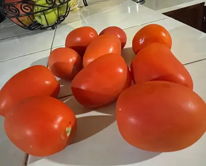 La razón por la que los aranceles al tomate no preocupan tanto a los productores de Durango