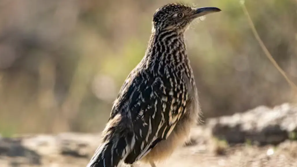 Este animal nativo de Tamaualipas es capaz de alcanzar los 32 kilometros por hora al correr