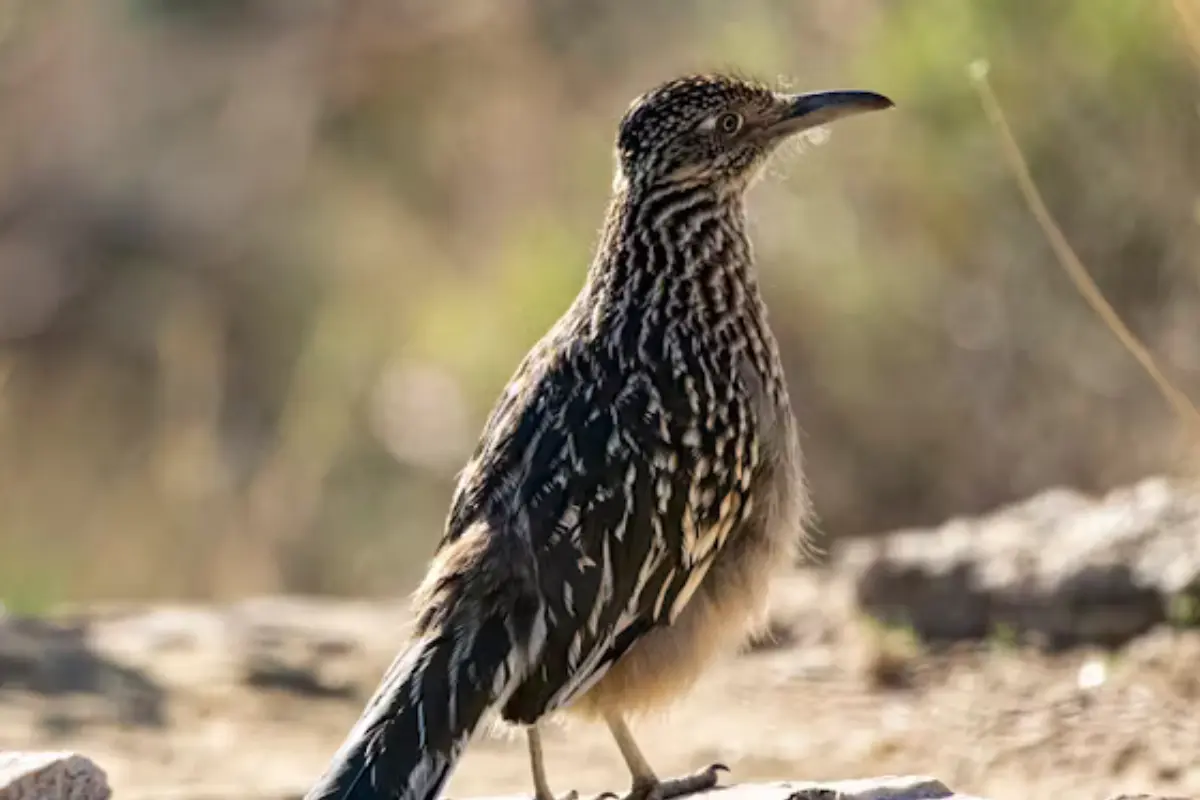 Conoce al correcaminos de Tamaulipas, un ave veloz y fascinante que habita en zonas áridas. Descubre su importancia en el ecosistema local