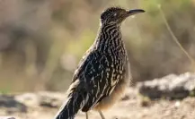 Este animal nativo de Tamaualipas es capaz de alcanzar los 32 kilometros por hora al correr
