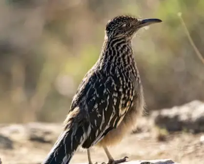 Este animal nativo de Tamaualipas es capaz de alcanzar los 32 kilometros por hora al correr
