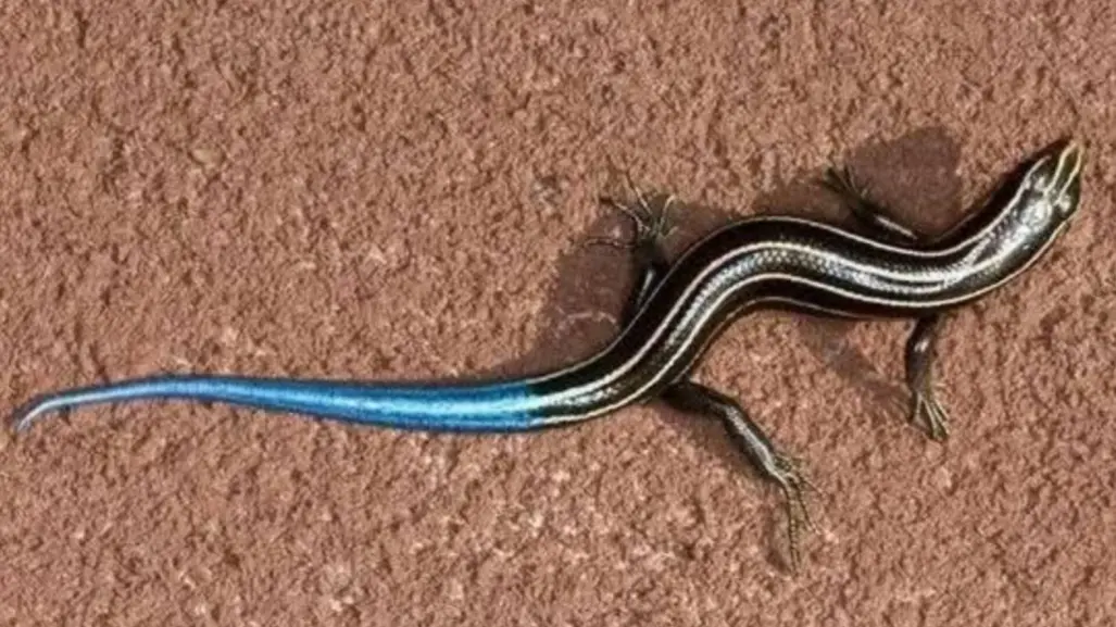 El increíble animal nativo de Durango que parece sacado de una película de ciencia ficción