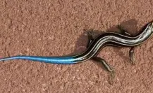 El increíble animal nativo de Durango que parece sacado de una película de ciencia ficción