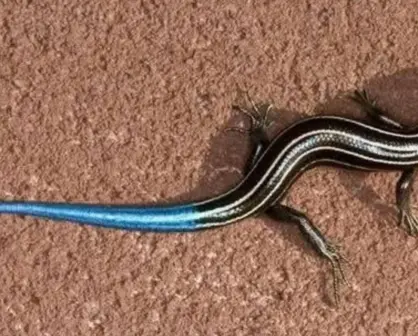 El increíble animal nativo de Durango que parece sacado de una película de ciencia ficción