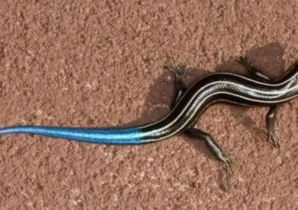 El increíble animal nativo de Durango que parece sacado de una película de ciencia ficción