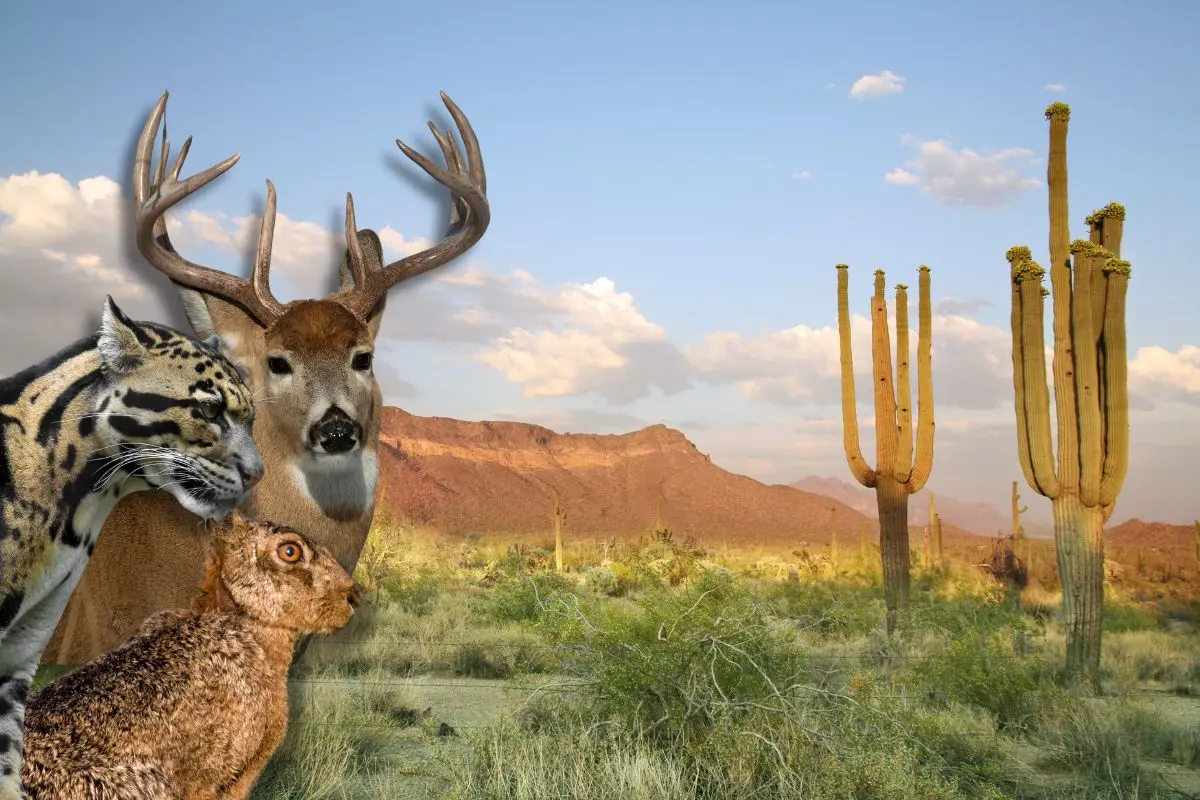 Este municipio de Coahuila alberga la mayor cantidad de fauna en la entidad / Foto: Composición de Canva
