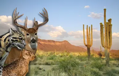 Este es el municipio de Coahuila con más animales silvestres en toda la entidad 