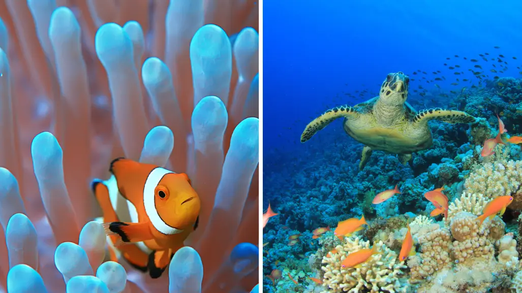 Este es el único municipio de BCS con un arrecife de coral vivo de más de 20 mil años