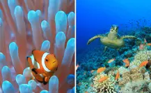 Este es el único municipio de BCS con un arrecife de coral vivo de más de 20 mil años