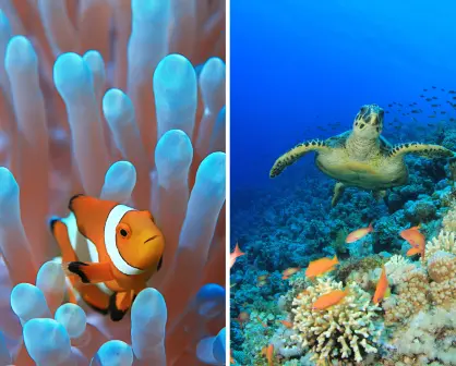 Este es el único municipio de BCS con un arrecife de coral vivo de más de 20 mil años