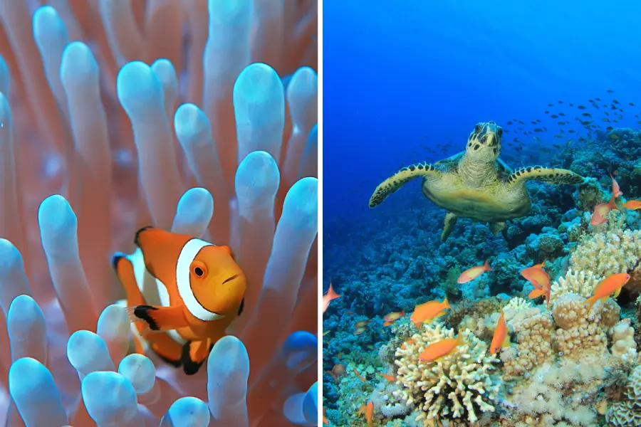 Este es el único municipio de BCS con un arrecife de coral vivo de más de 20 mil años