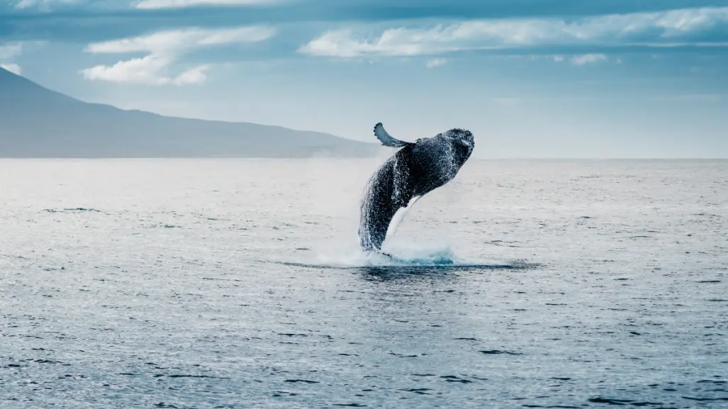 Este es el único municipio de BCS con el santuario de ballenas más importante del mundo