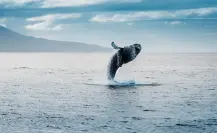 Este es el único municipio de BCS con el santuario de ballenas más importante del mundo