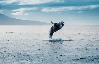 Este es el único municipio de BCS con el santuario de ballenas más importante del mundo