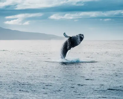 Este es el único municipio de BCS con el santuario de ballenas más importante del mundo
