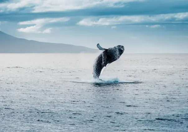 Este es el único municipio de BCS con el santuario de ballenas más importante del mundo