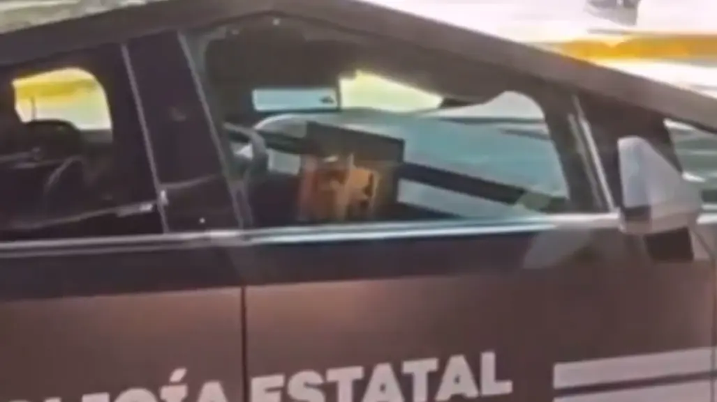 VIDEO | Captan a policías de Guadalajara viendo película en Cybertruck