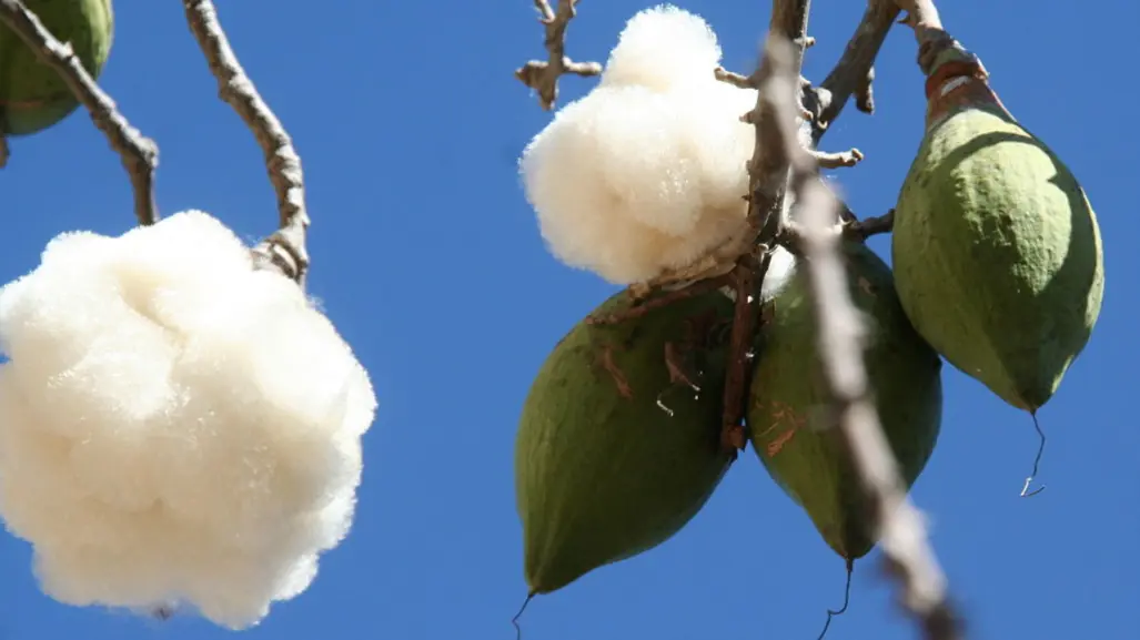 El árbol nativo del Edomex que da frutos para relleno de cojines y almohadas