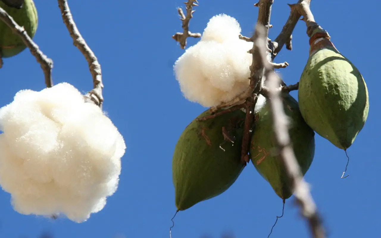 Fibra del fruto de la Ceiba. Foto: inaturalist (Canva)