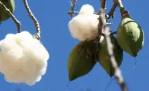 El árbol nativo del Edomex que da frutos para relleno de cojines y almohadas