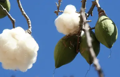 El árbol nativo del Edomex que da frutos para relleno de cojines y almohadas
