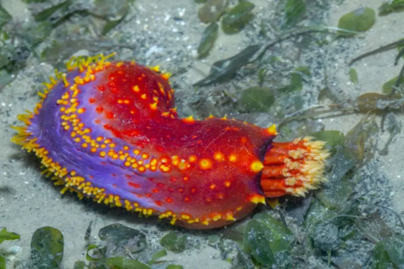 Foto: iNaturalist