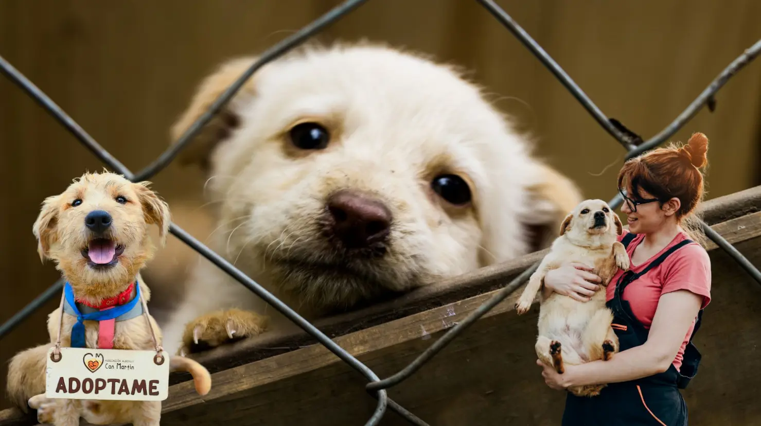 Así puedes adoptar a los perritos en Torreón. (Fotografía: Canva)