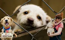 Torreón lanza jornada especial de adopciones por el Día Mundial del Perro