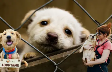 Torreón lanza jornada especial de adopciones por el Día Mundial del Perro