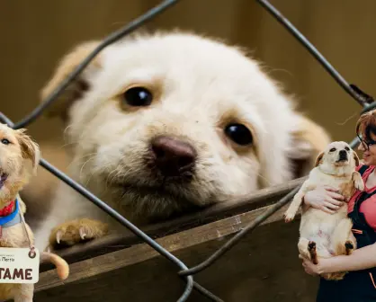 Torreón lanza jornada especial de adopciones por el Día Mundial del Perro