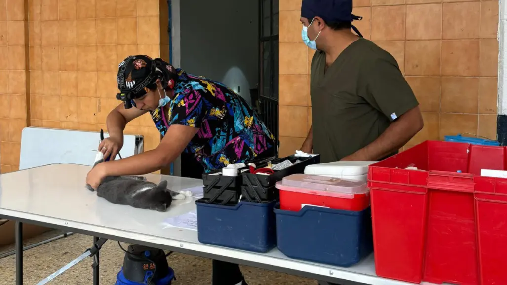 Así puedes esterilizar a tu gato o perro en Tlaxcala gratis